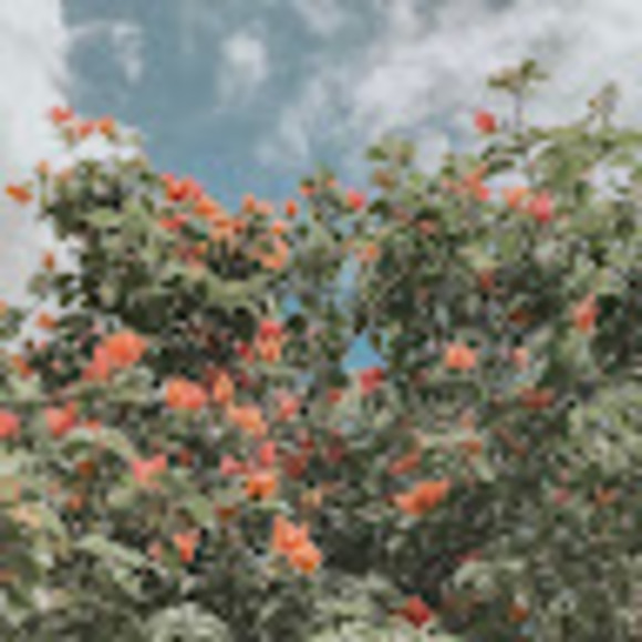 Meet your Posher, Addy - Picture 1 of 1